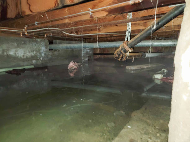 Best Water damage restoration near me  in New Boston, TX